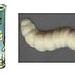 White Chocolate Maggots