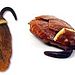 Harry Potter Cockroach Clusters