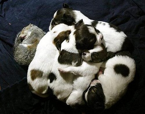 Squirrel Naps With Puppies