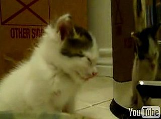 Cat Falls Asleep Standing Up