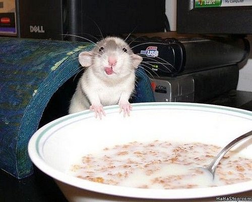 Mouse Eats Breakfast