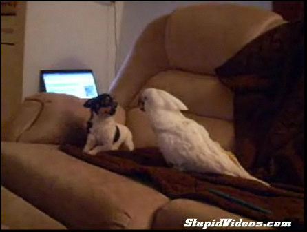 Cockatoo Loves Puppy
