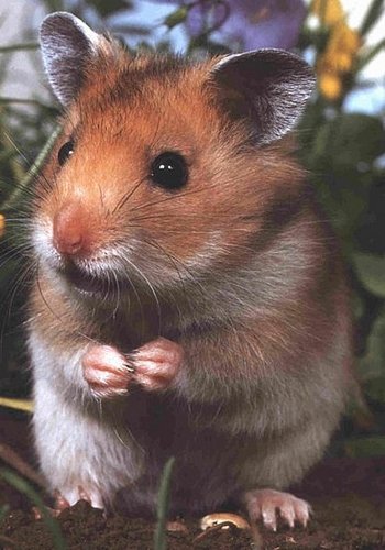Hamster Eats Peanut