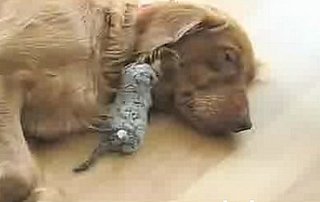 Cute Alert: Dog Adopts 3-Day-Old Kitten
