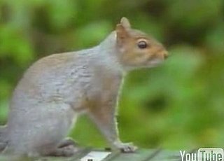 Cute Alert: Squirrel Obstacle Course