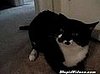 Cat Doesn't Want to be Touched