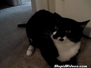 Cat Doesn't Want to be Touched