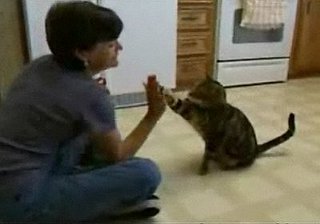 Cat Does Dog Tricks