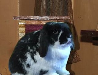 Is That a Bunny in Your Pants...