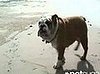 Adam Sandler's Dog Matzo at the Beach
