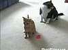 Cat Is a Laser Freak