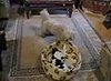 Cat Steals Dog's Bed