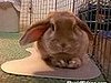 Cute Rabbit