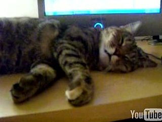 Happy Caturday! 