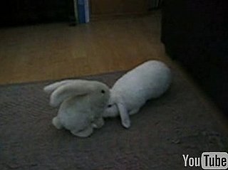 Rabbit Gets a Massage