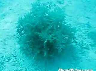 Weird Sea Creature Disappears