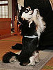 Chihuahua Prays at Buddhist Temple