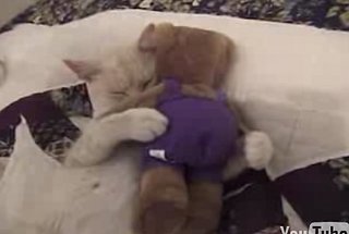 Cat Raps to Nelly