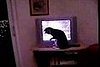 Cat Not Happy About Stock Ticker