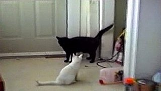 Cats Fighting to the Benny Hill Themesong