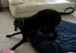 Dog Plays Indoors With Stuffed Animal