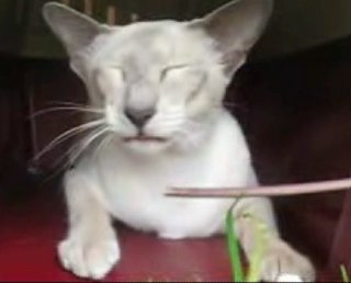 Siamese Cat Talking