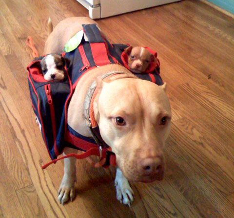 Dog With Pup Transporter