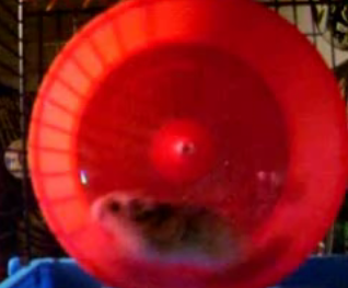 Hamster Takes His Wheel for a Spin