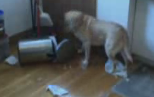 Security Camera Catches Dog Trolling Through the Trash