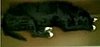 Dog Takes a Seat and Snooze on the Subway, Patrons Stand