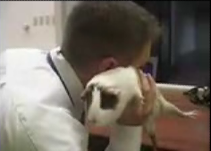Animal Phone