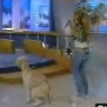 Dog Craps on Good Day LA
