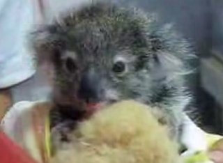 Cute Baby Koala Loves Her Blankie