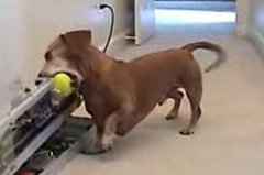 Dachshund Plays Fetch With a Ball Throwing Machine Dachshund Plays Fetch With a Ball Throwing Machine