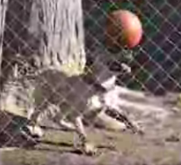 Dog Balances Ball on Nose