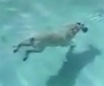 Dog Dives Into a Pool and Fetches a Weight