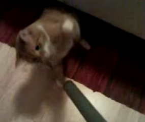 Cat Versus Vacuum Cleaner