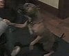 Smart Dog Plays Fetch