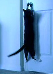 Cat Opens Door Cat Opens Door