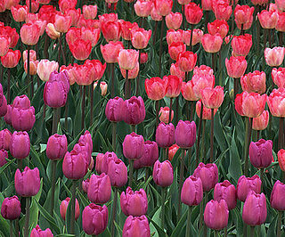 Songs for Spring Playlist