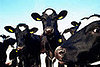 One Story, Three Ways: The FDA's Ruling on Cloned Meat