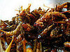Would You Eat This Grasshopper Snack?