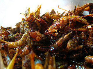 Would You Eat This Grasshopper Snack?