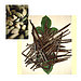 Vanilla Bean and Cardamom