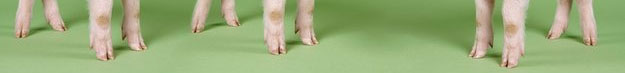 Want Beautiful Skin? Try Eating Piggy Feet Want Beautiful Skin? Try Eating Piggy Feet
