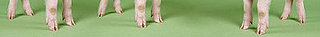 Want Beautiful Skin? Try Eating Piggy Feet