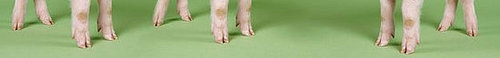 Want Beautiful Skin? Try Eating Piggy Feet