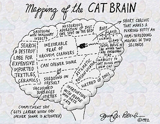 Anatomy of a Cat Brain