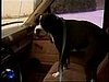 Dog Drives Away While Owner Gets Caffinated