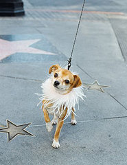 Oscar Gift Bag Goodies For Celeb Pets Oscar Gift Bag Goodies For Celeb Pets